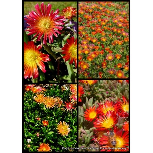 Delosperma Orange/Pink/Red/Yellow x 1 Plants Hardy Succulent flowering Groundcover Pig Face Rockery Shrubs Pigface Succulents Hanging Basket 